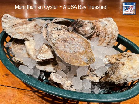 Basket of Oysters